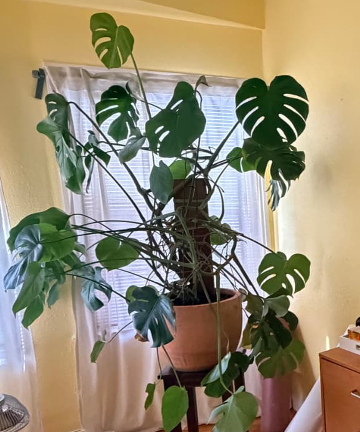 A corner of the room with a large monstera plant and a blue om painting